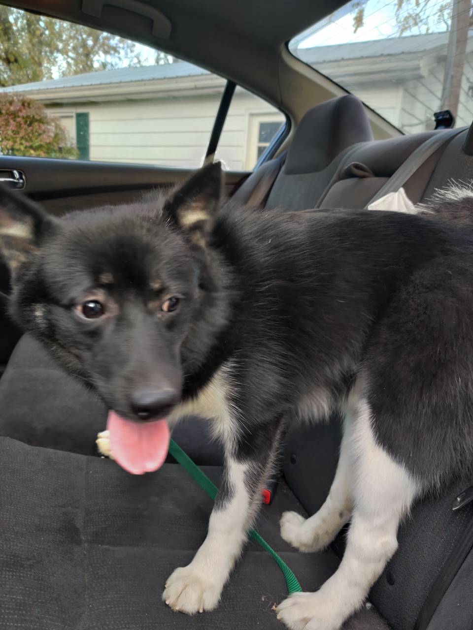 Pet travel photo 6
