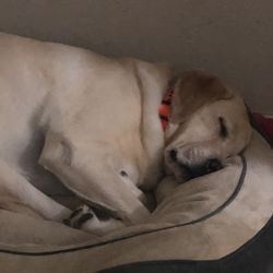 Labrador Retriever named Coco