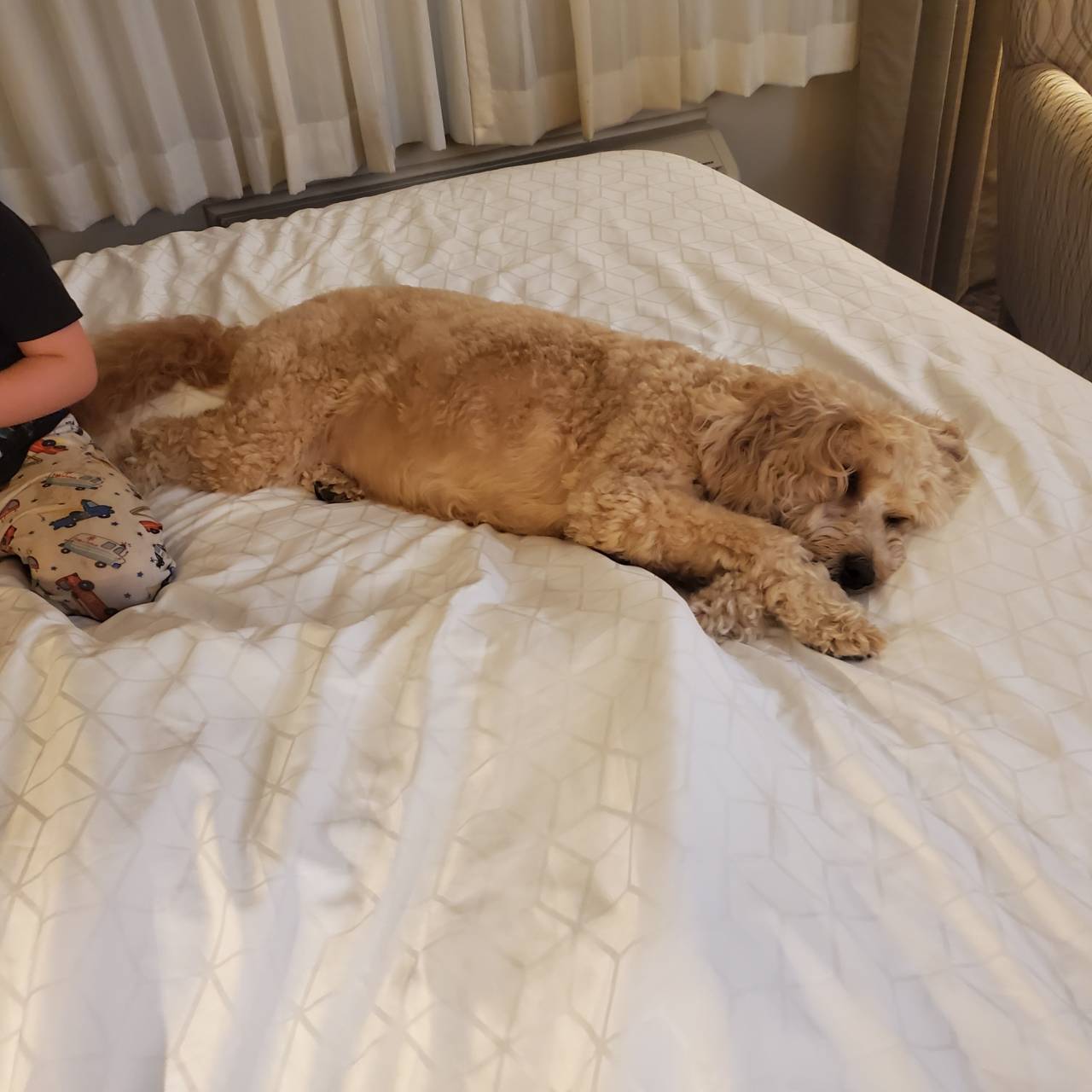 Pet travel photo 5