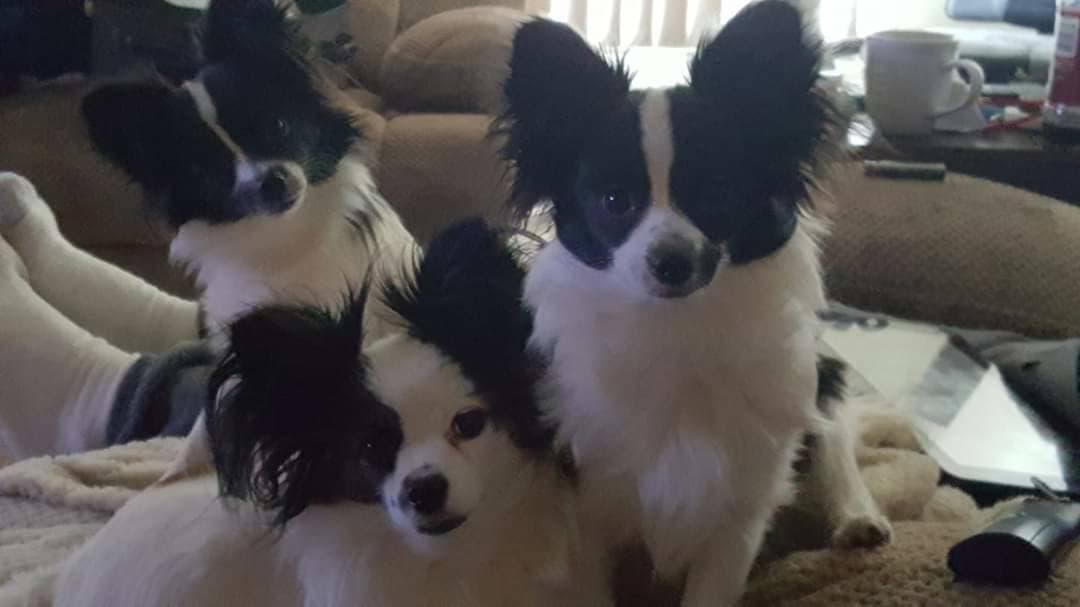 Pet travel photo 1