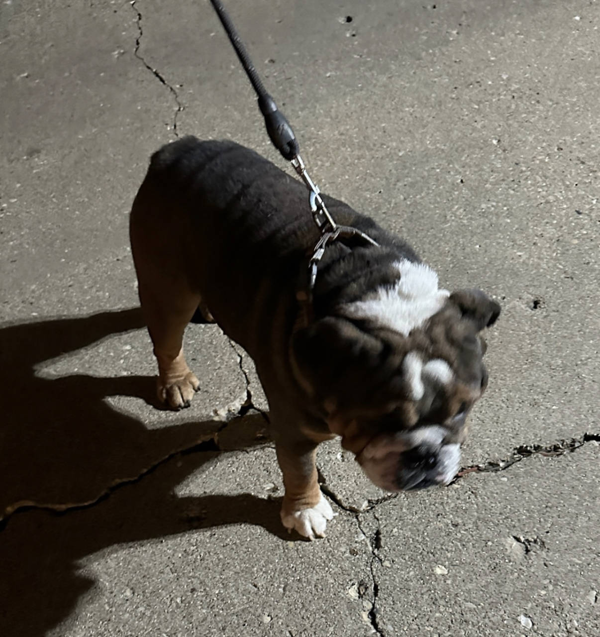 Pet travel photo 4