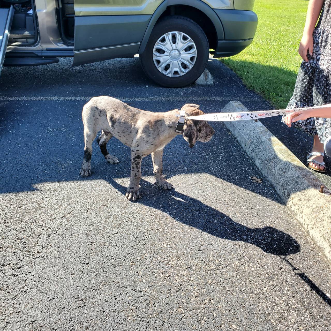 Pet travel photo 4