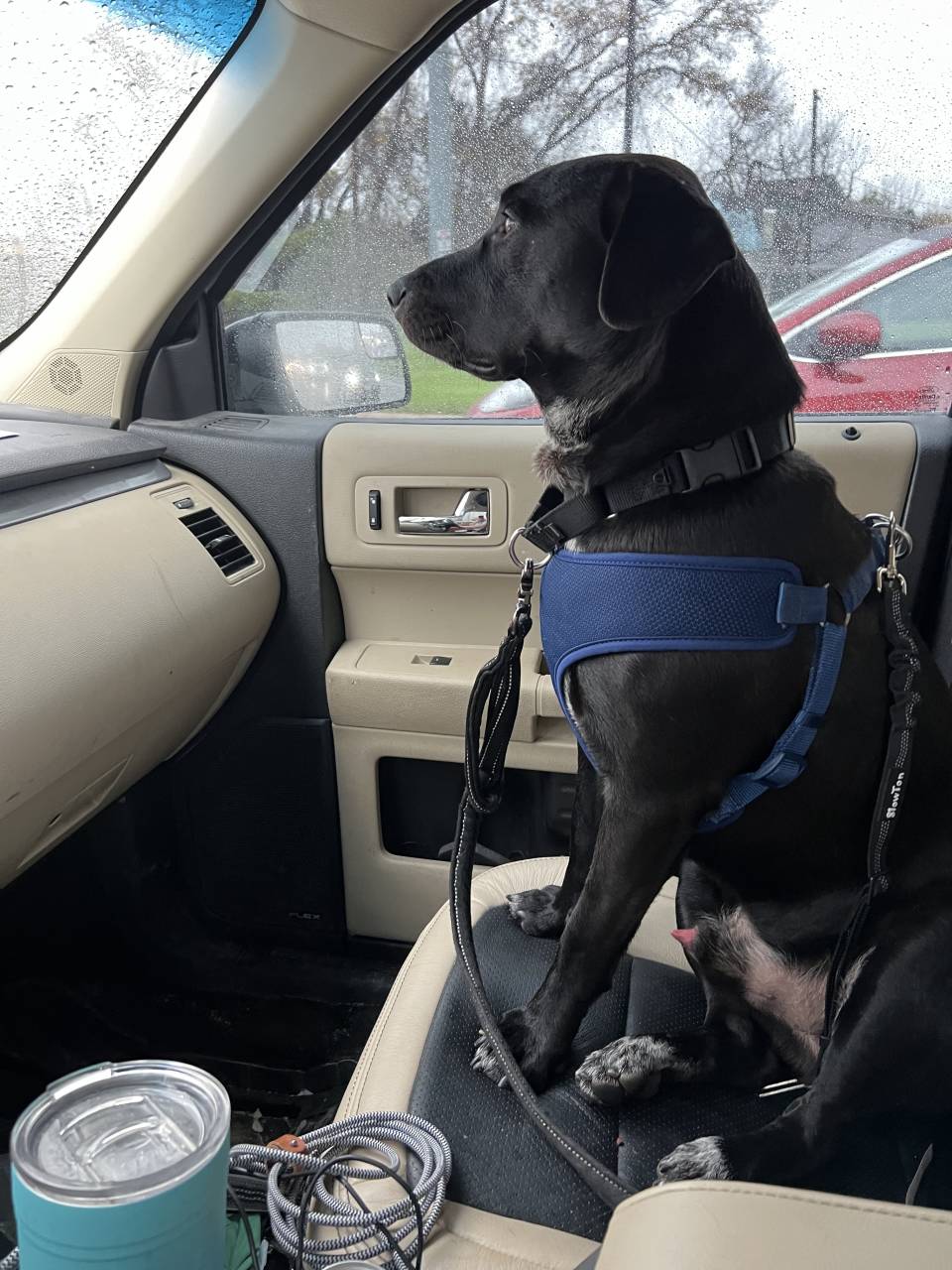 Pet travel photo 5