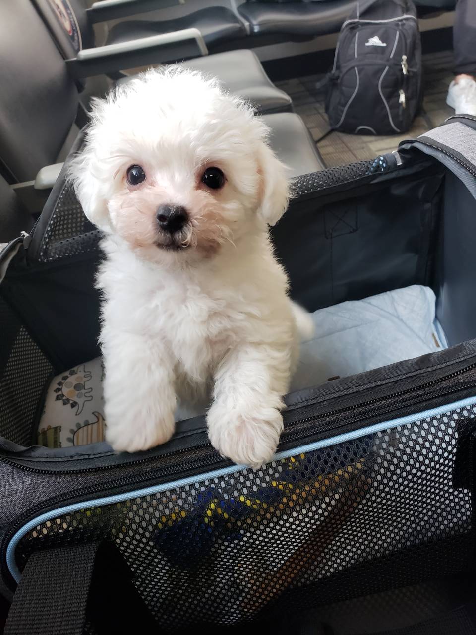 Happy Pet Flight Nanny