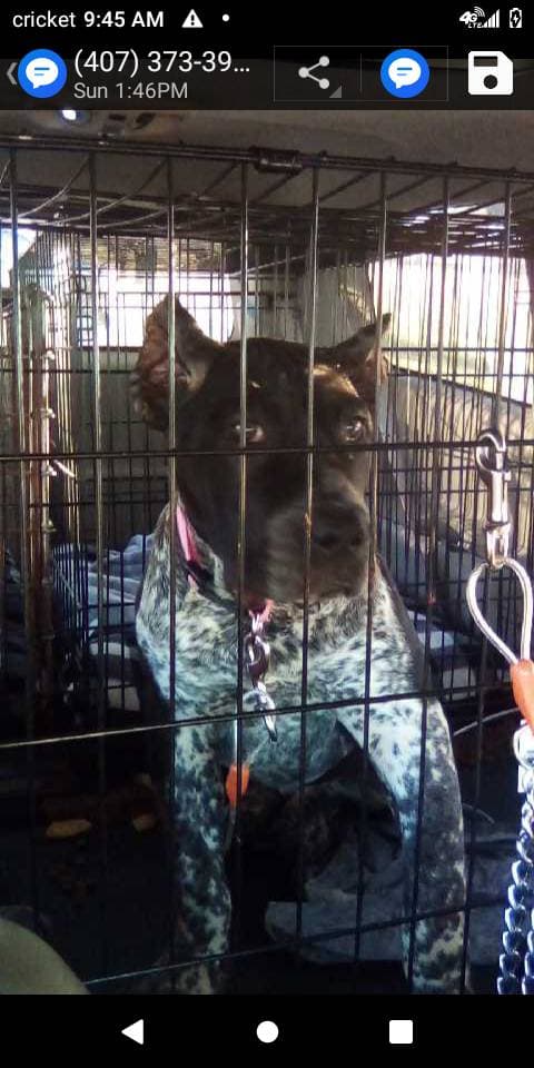 Pet travel photo 1