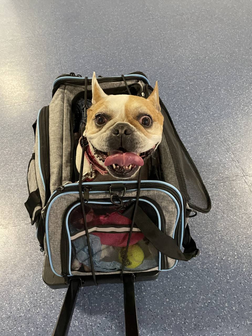 Pet travel photo 1