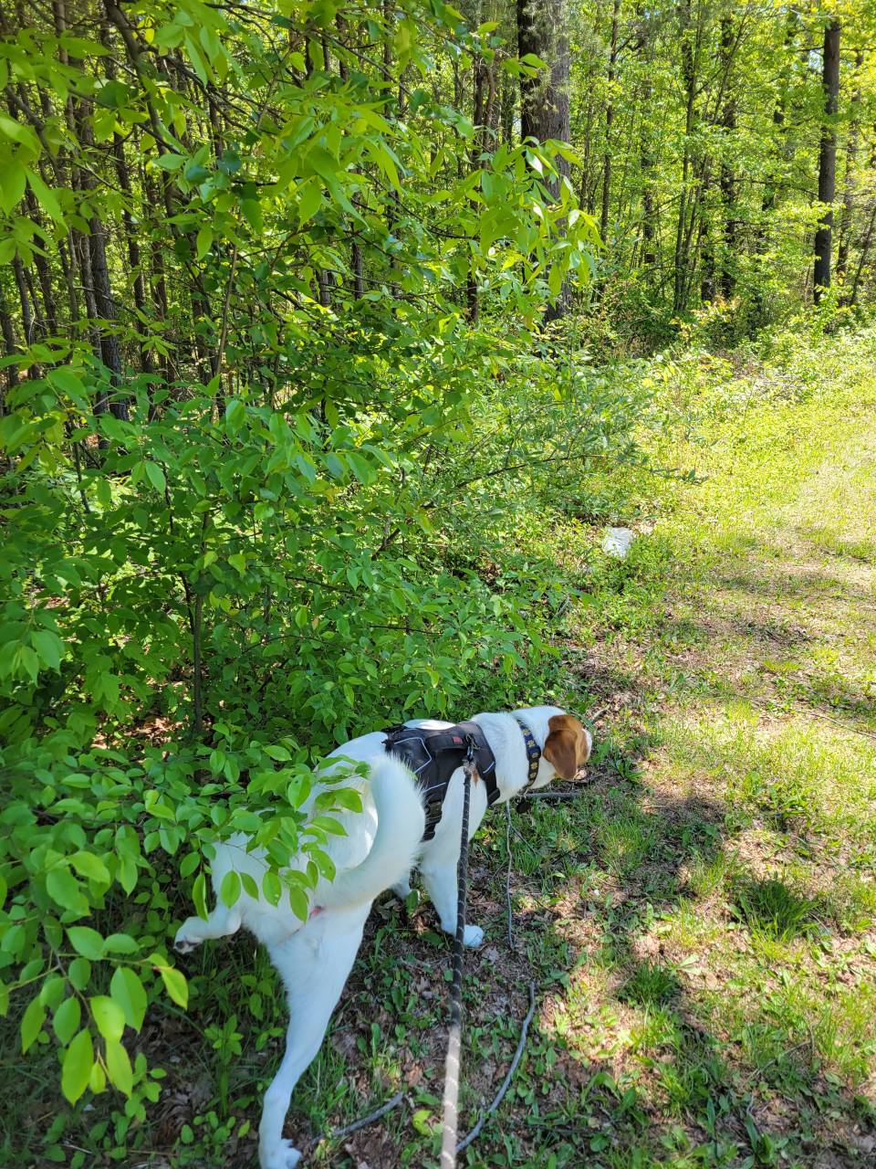 Pet travel photo 5