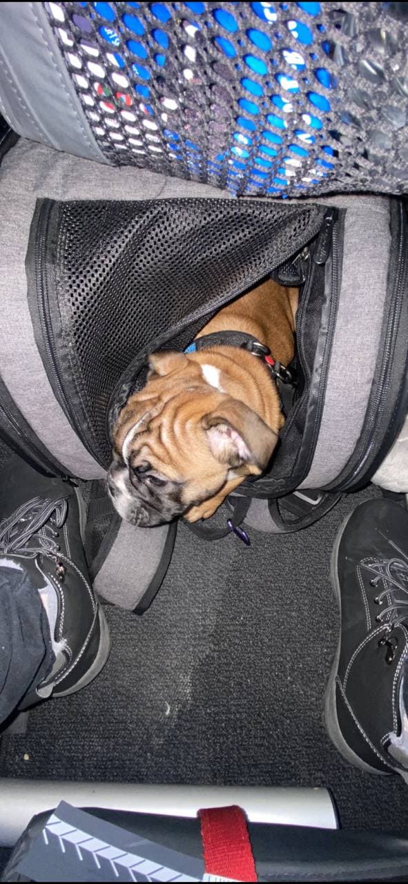 Pet travel photo 4