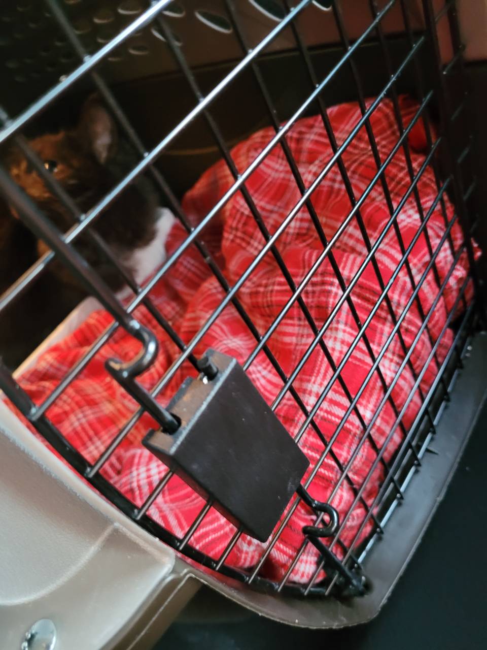 Pet travel photo 6