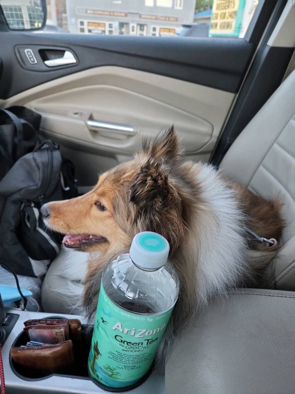 Pet travel photo 4