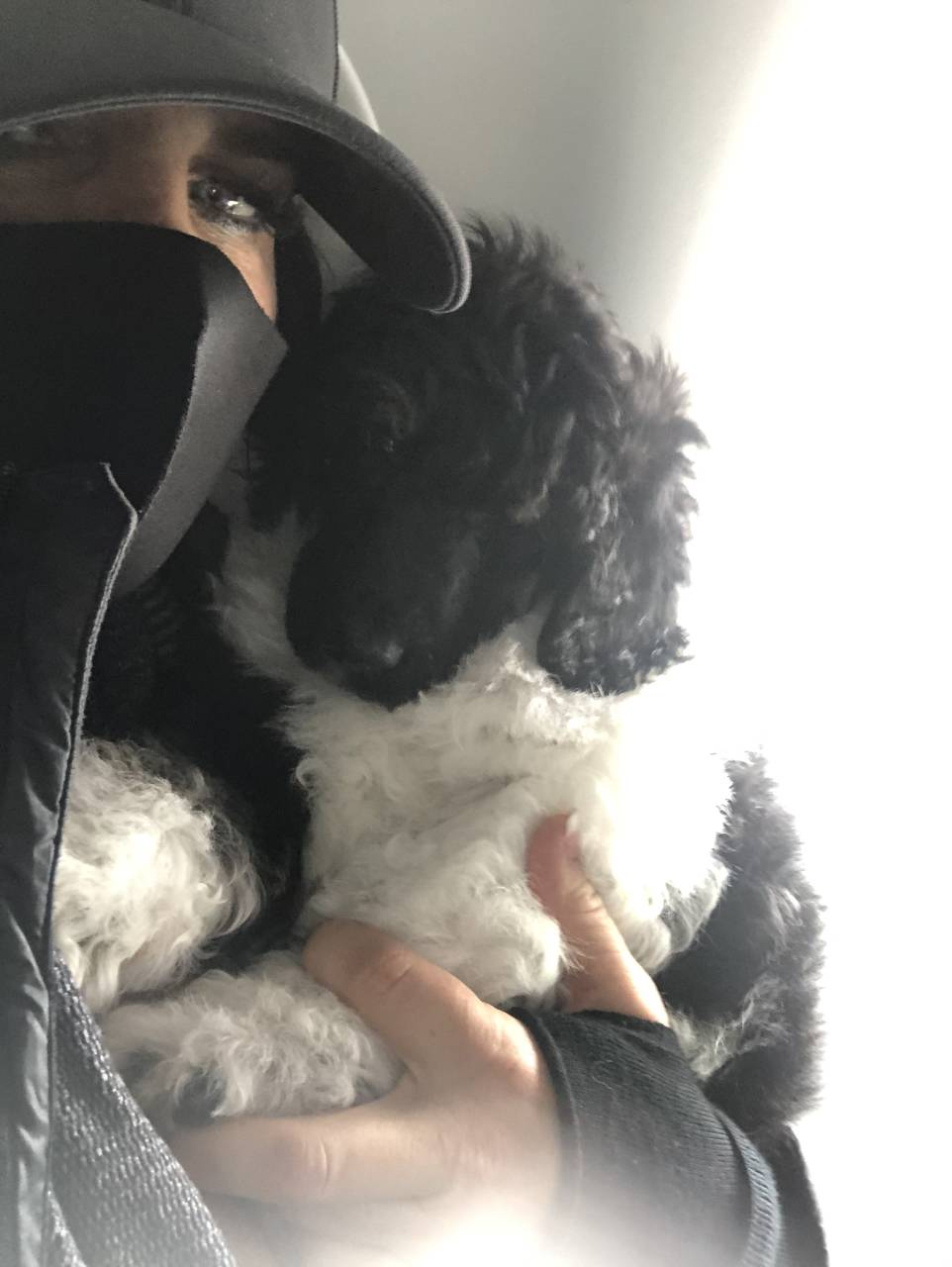 Pet travel photo 6