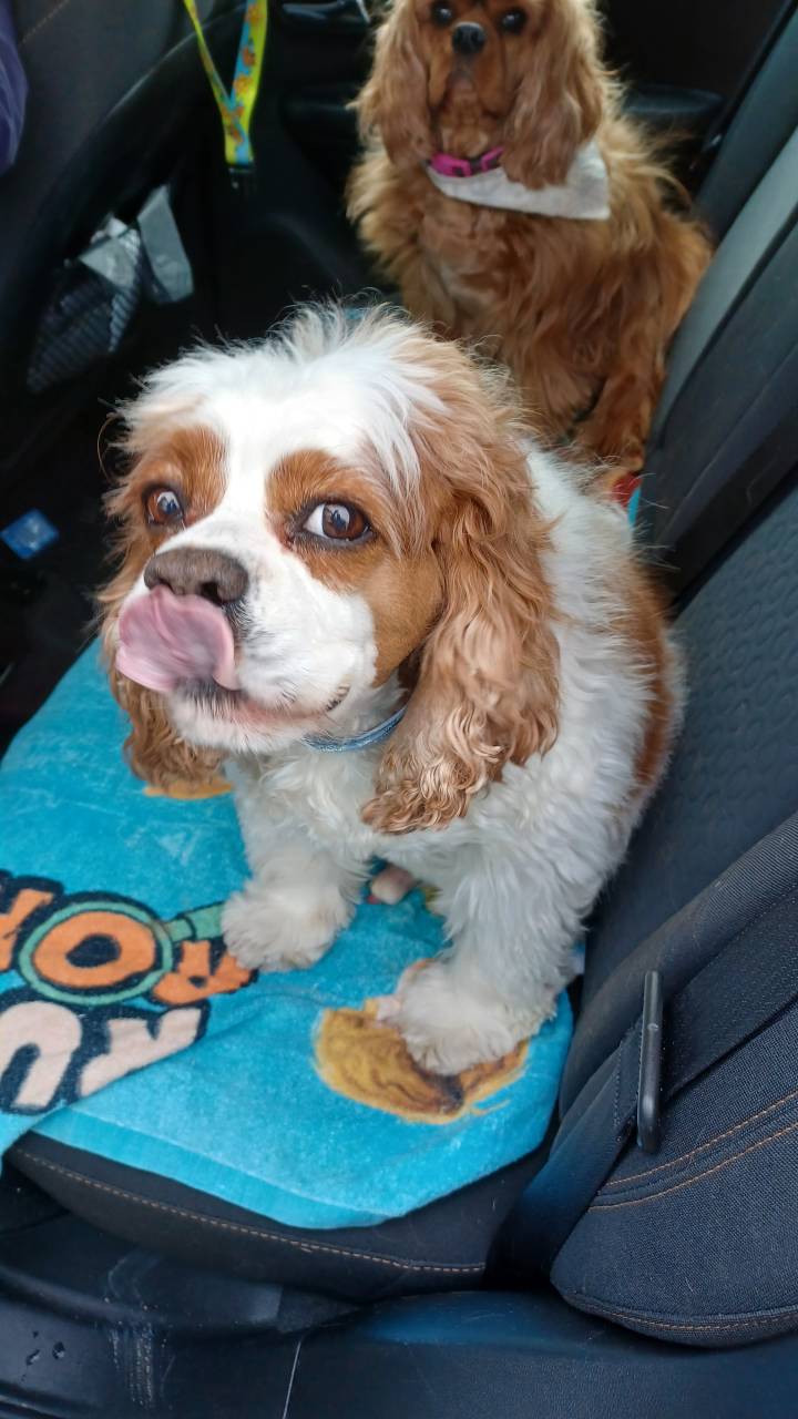 Pet travel photo 4
