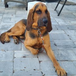 Bloodhound named Waylon