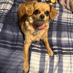 Chihuahua named Daisy
