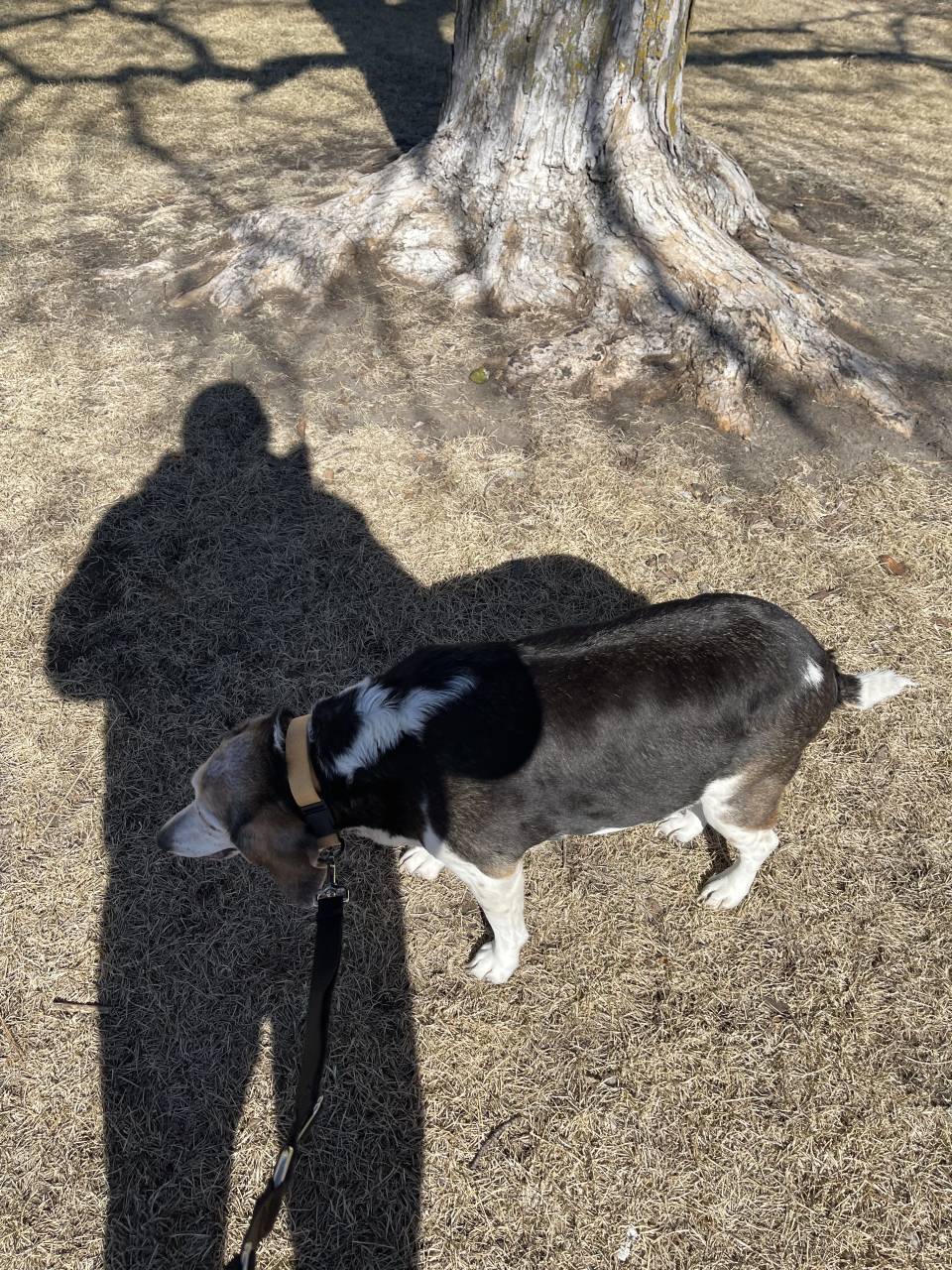 Pet travel photo 1