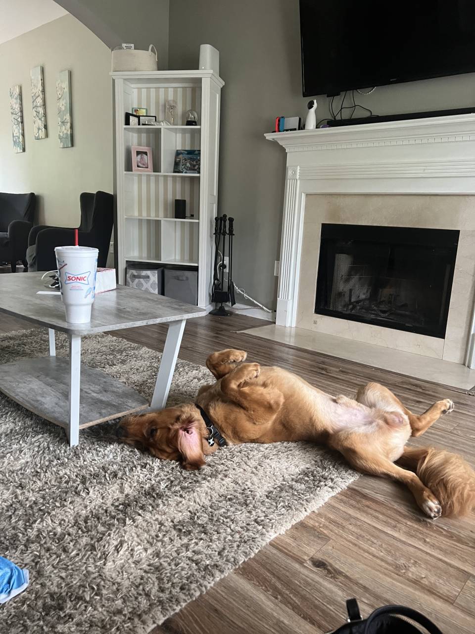 Pet travel photo 1