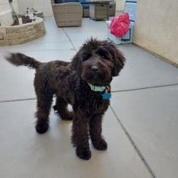 Aussiedoodle named Maggie