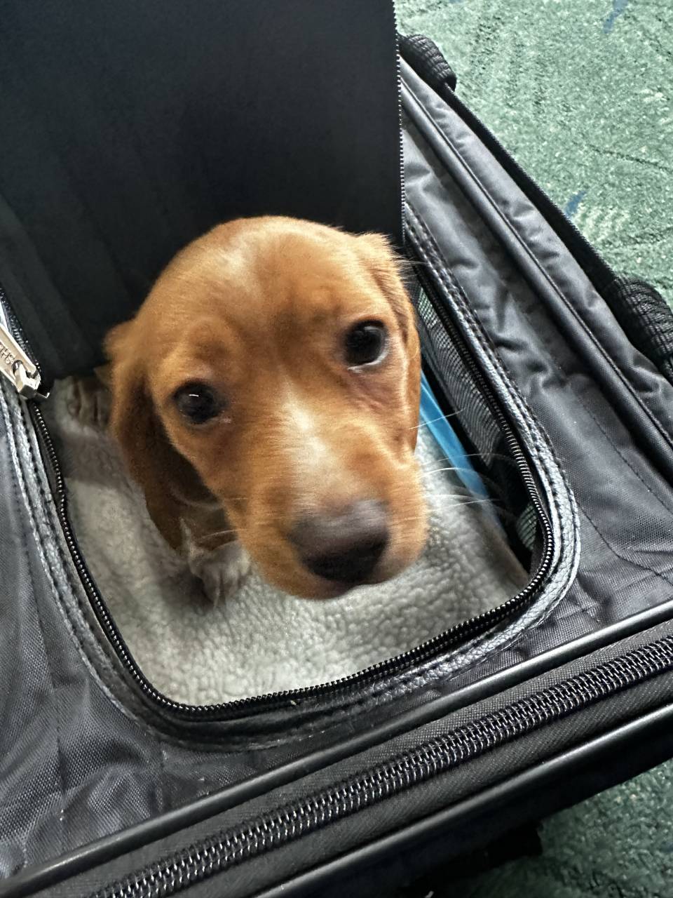 Pet travel photo 6