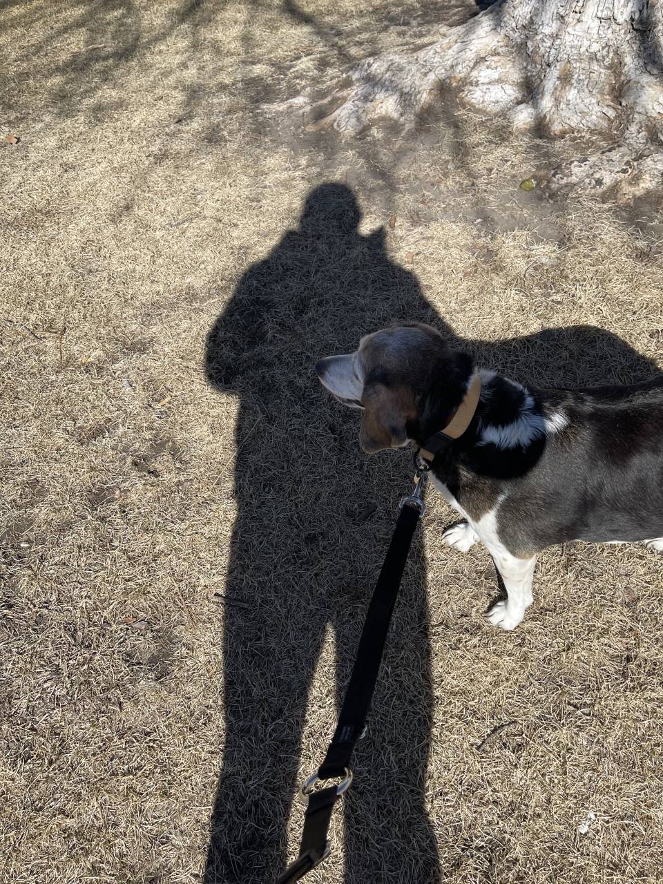 Pet travel photo 2