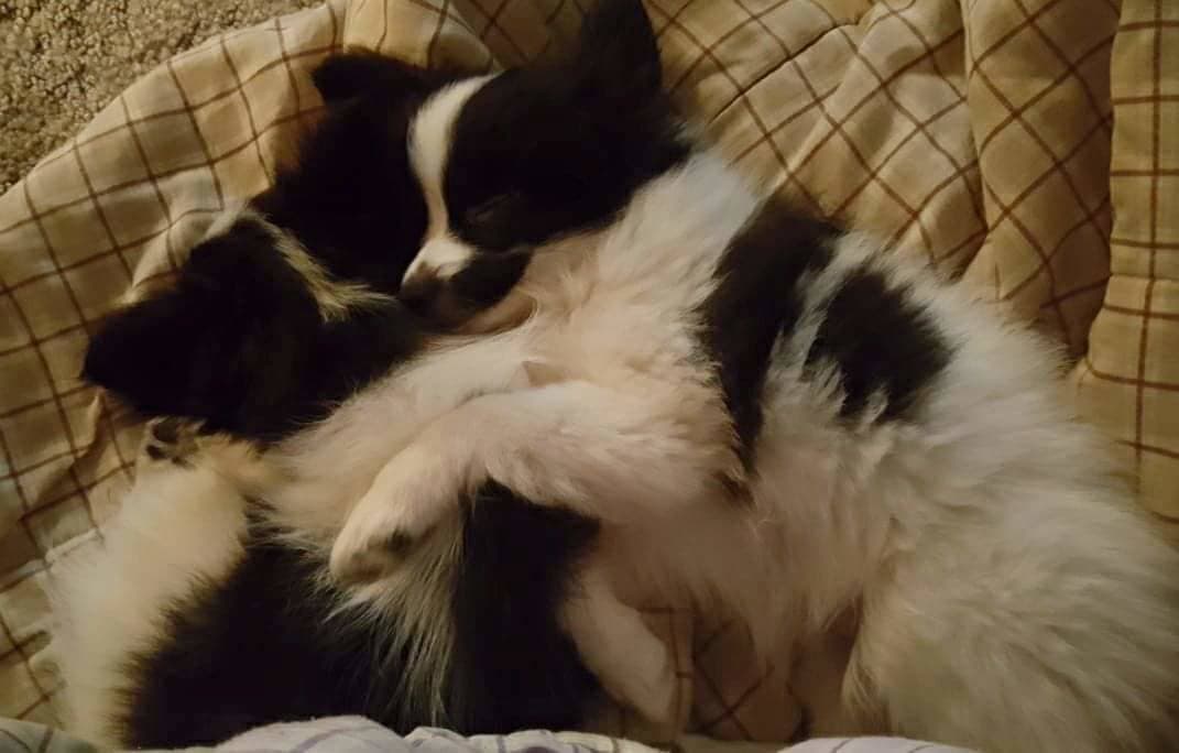 Pet travel photo 3