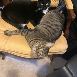 American Shorthair named Leah And Oliver