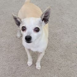 Chihuahua named Shilo