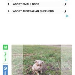 Australian Shepherd named Unnamed