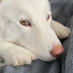 Siberian Husky named Kira