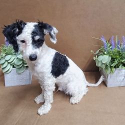 Miniature Poodle named King And Creamy