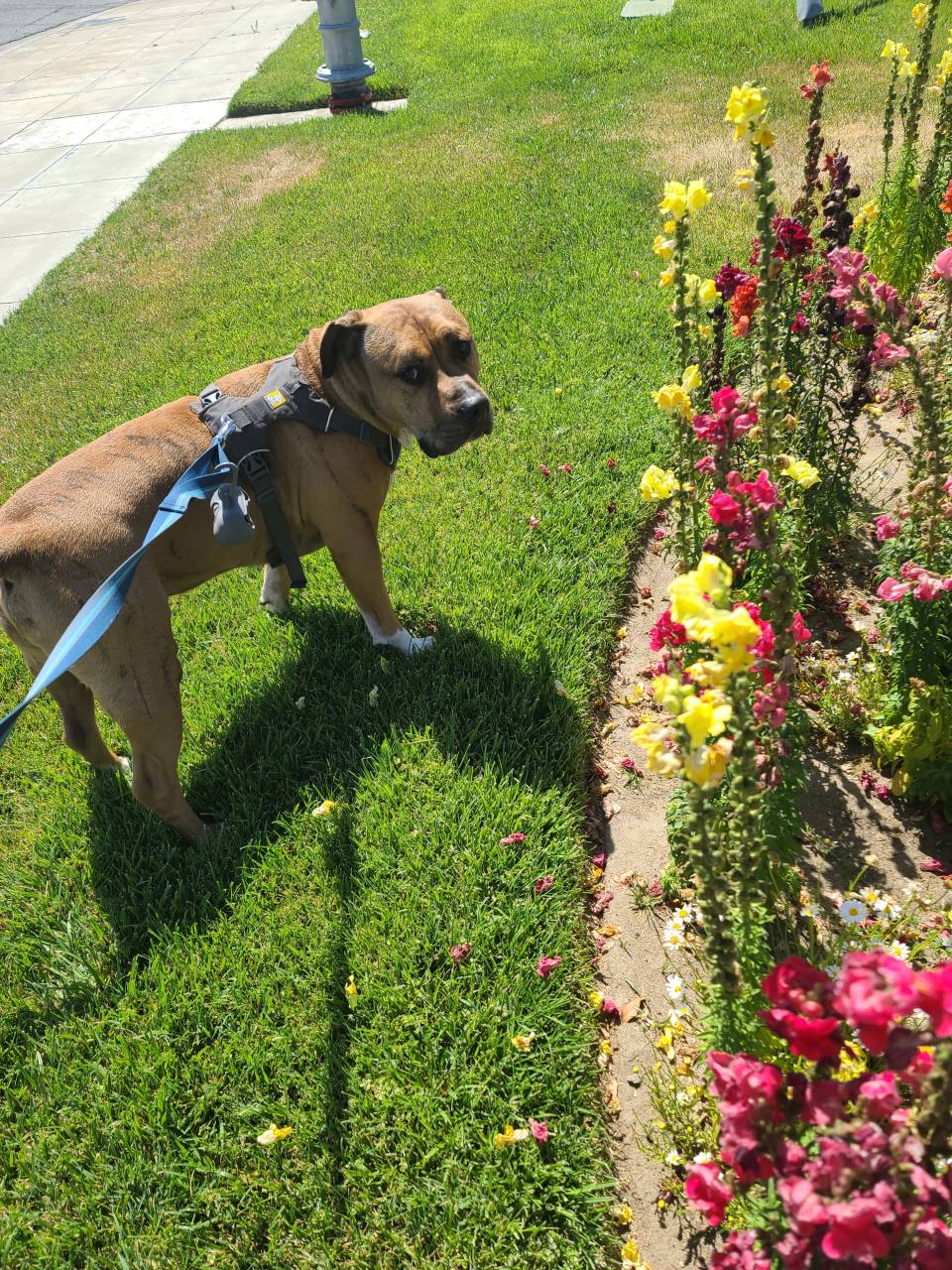 Pet travel photo 1