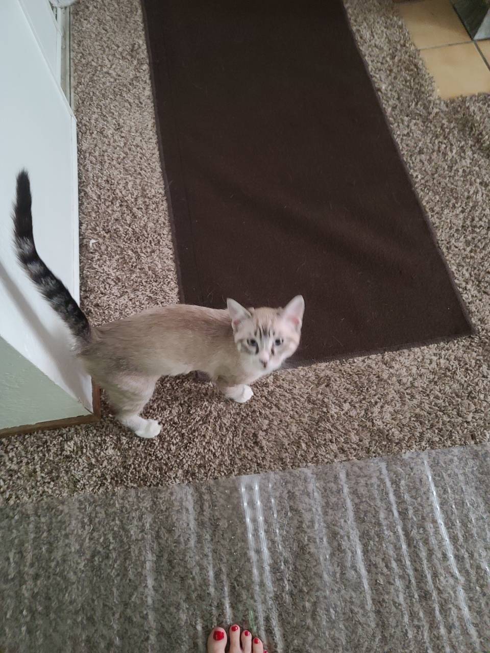 Pet travel photo 5