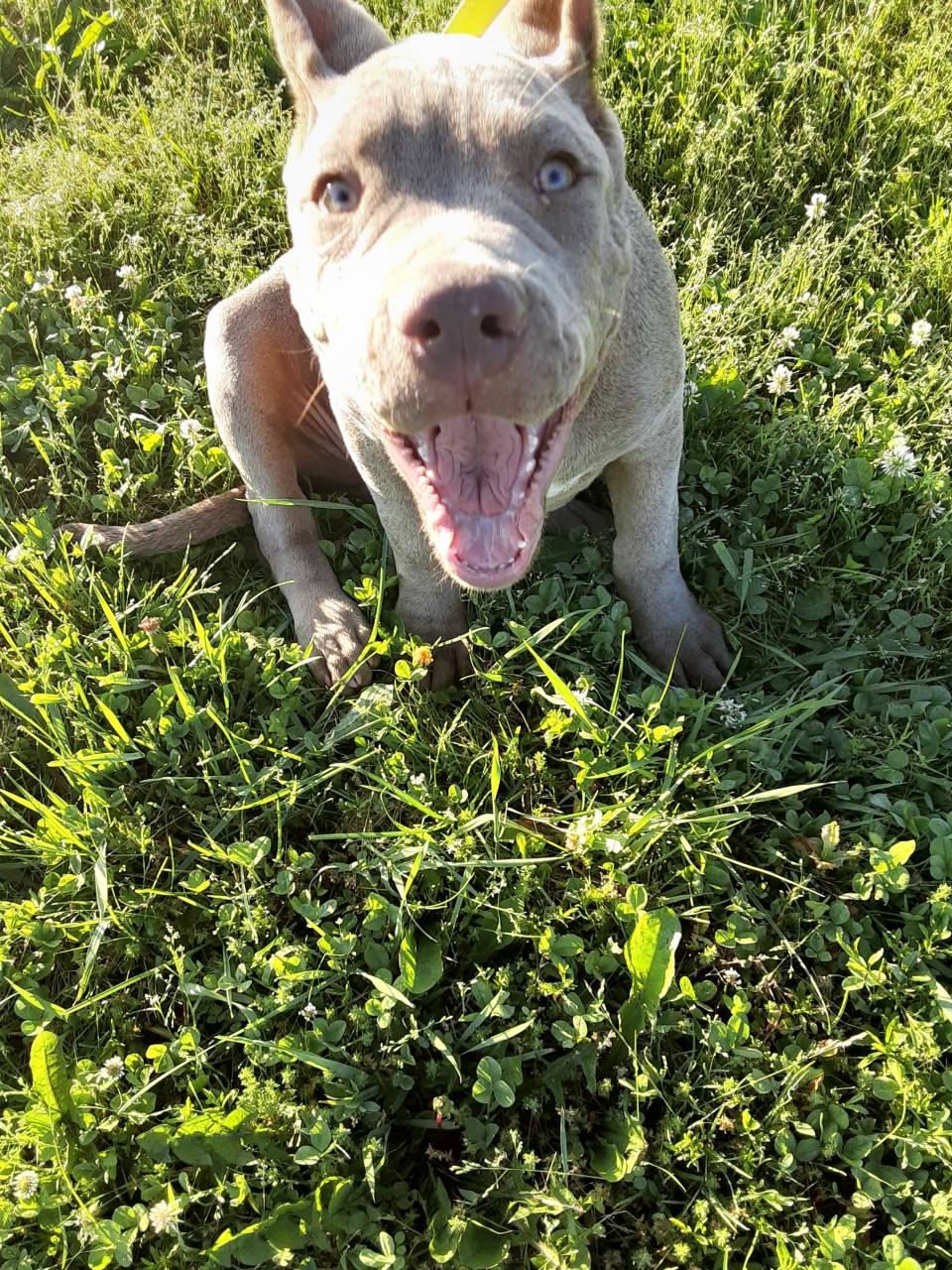 Pet travel photo 5
