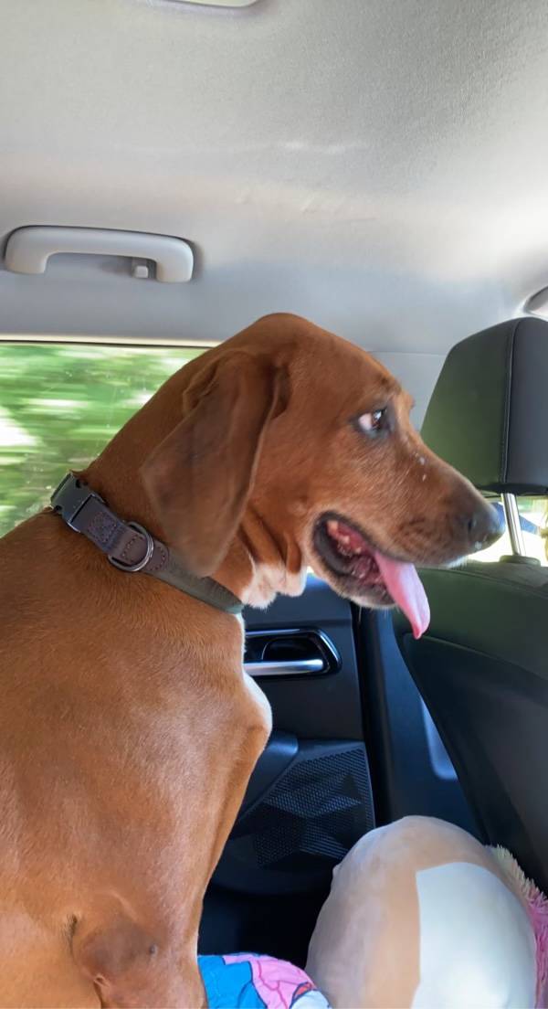Pet travel photo 2