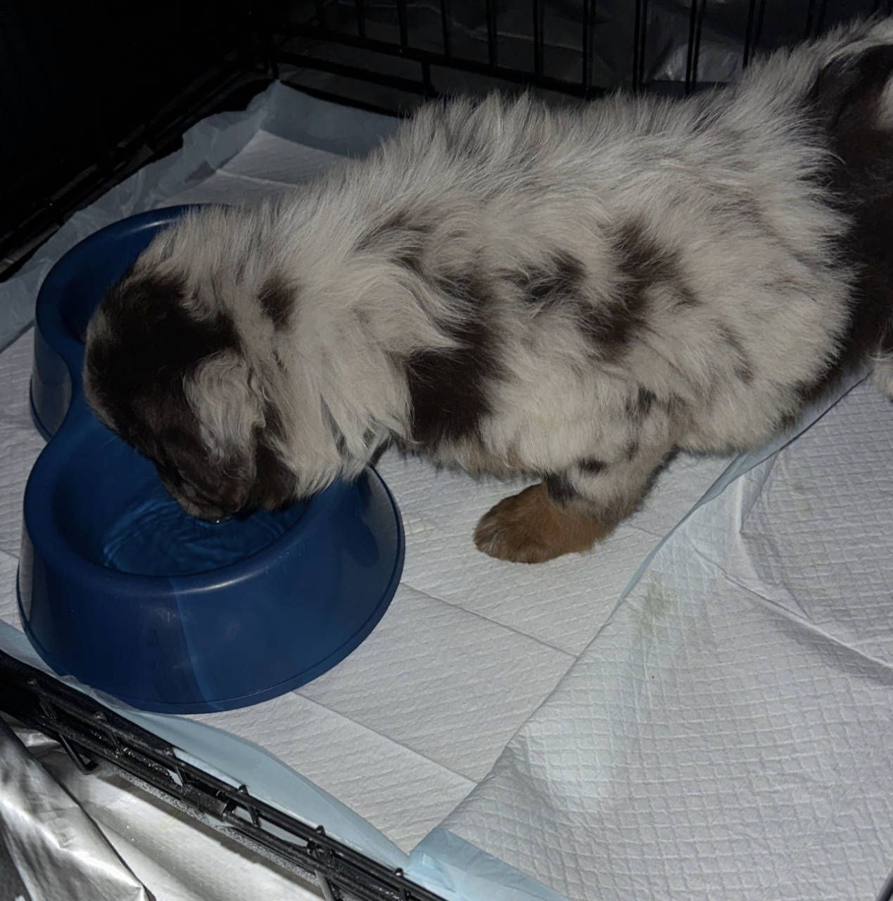Pet travel photo 3