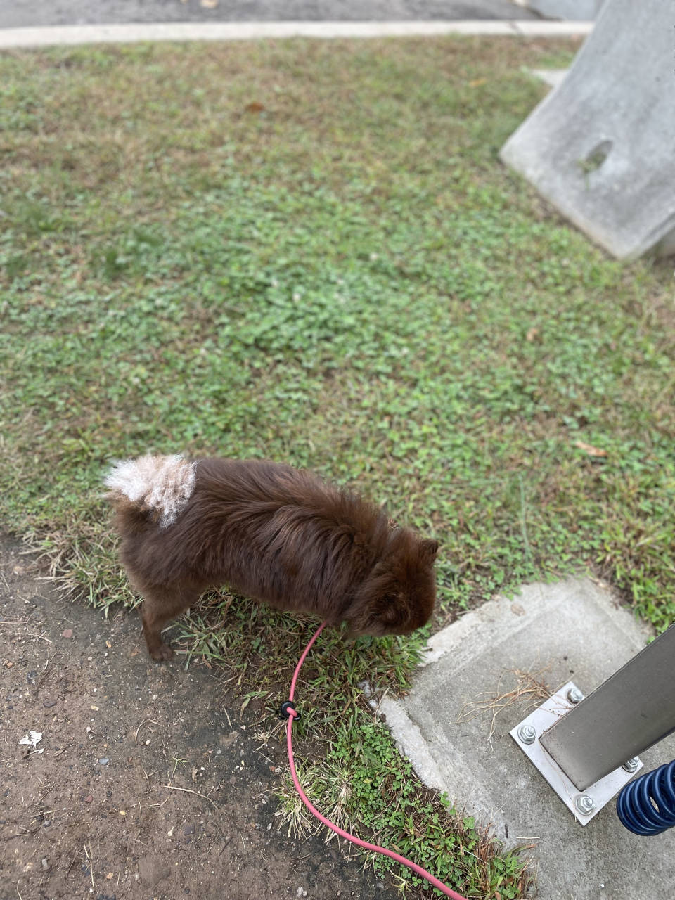 Pet travel photo 1