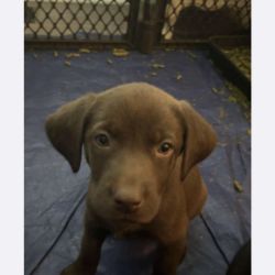 Chocolate Lab named Talley