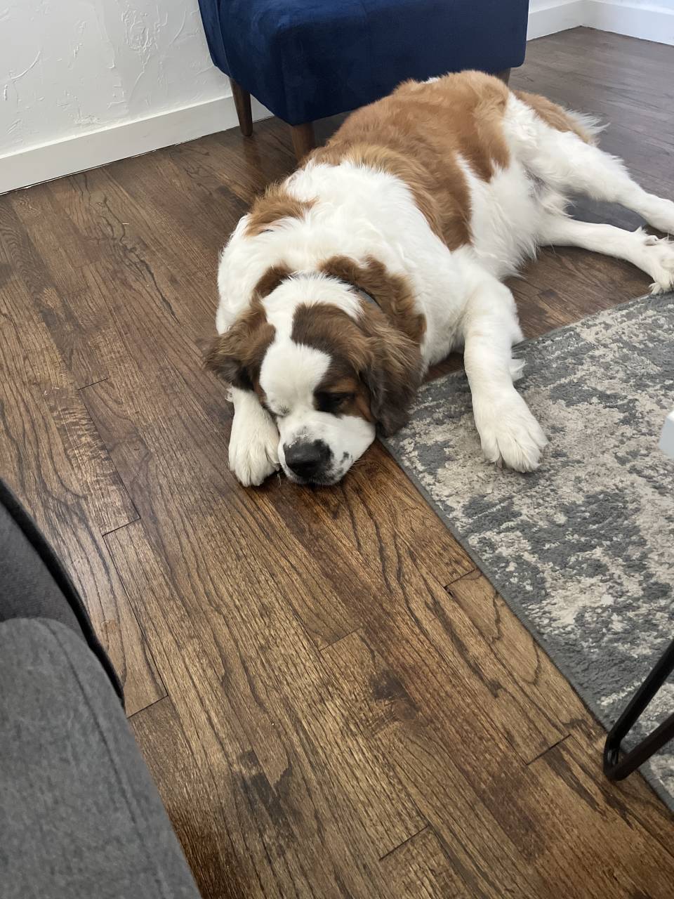 Pet travel photo 5