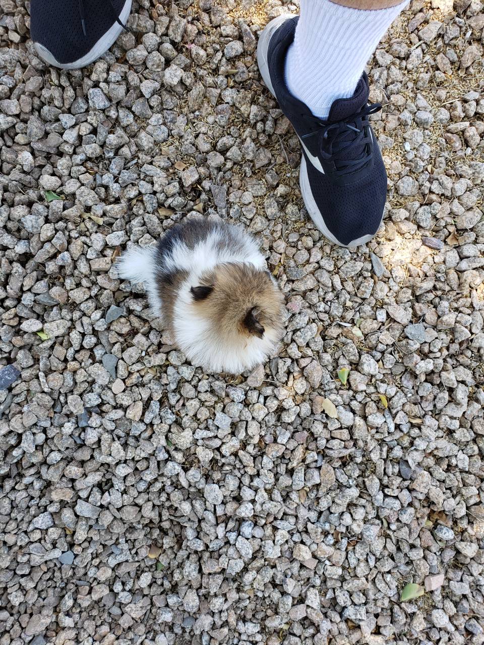 Pet travel photo 6