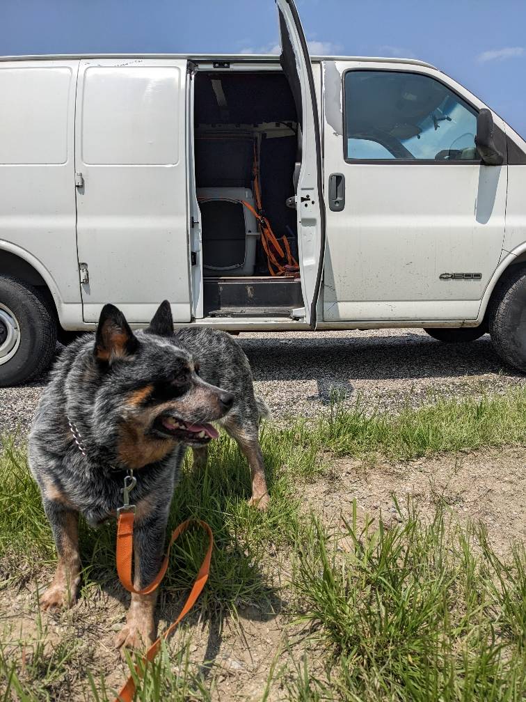 Pet travel photo 5