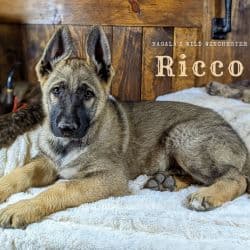 German Shepherd named Ricco