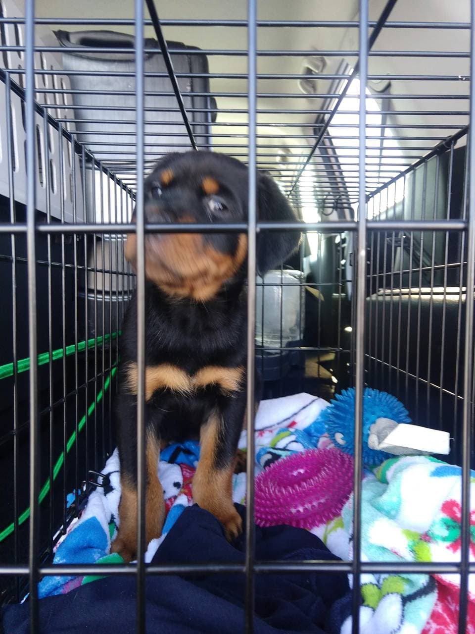 Pet travel photo 2
