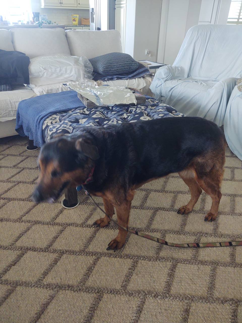 owner with dog 1