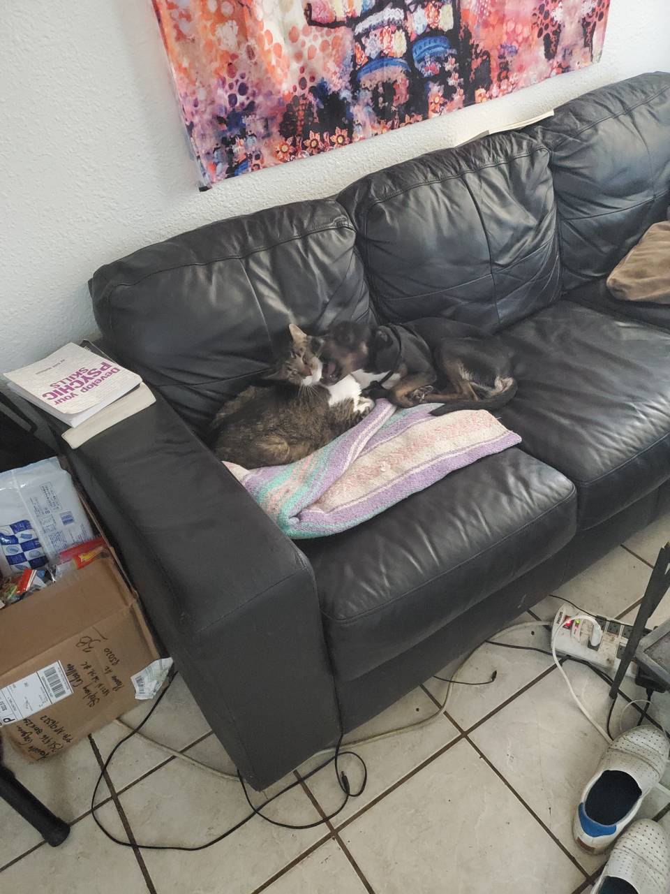 Pet travel photo 2