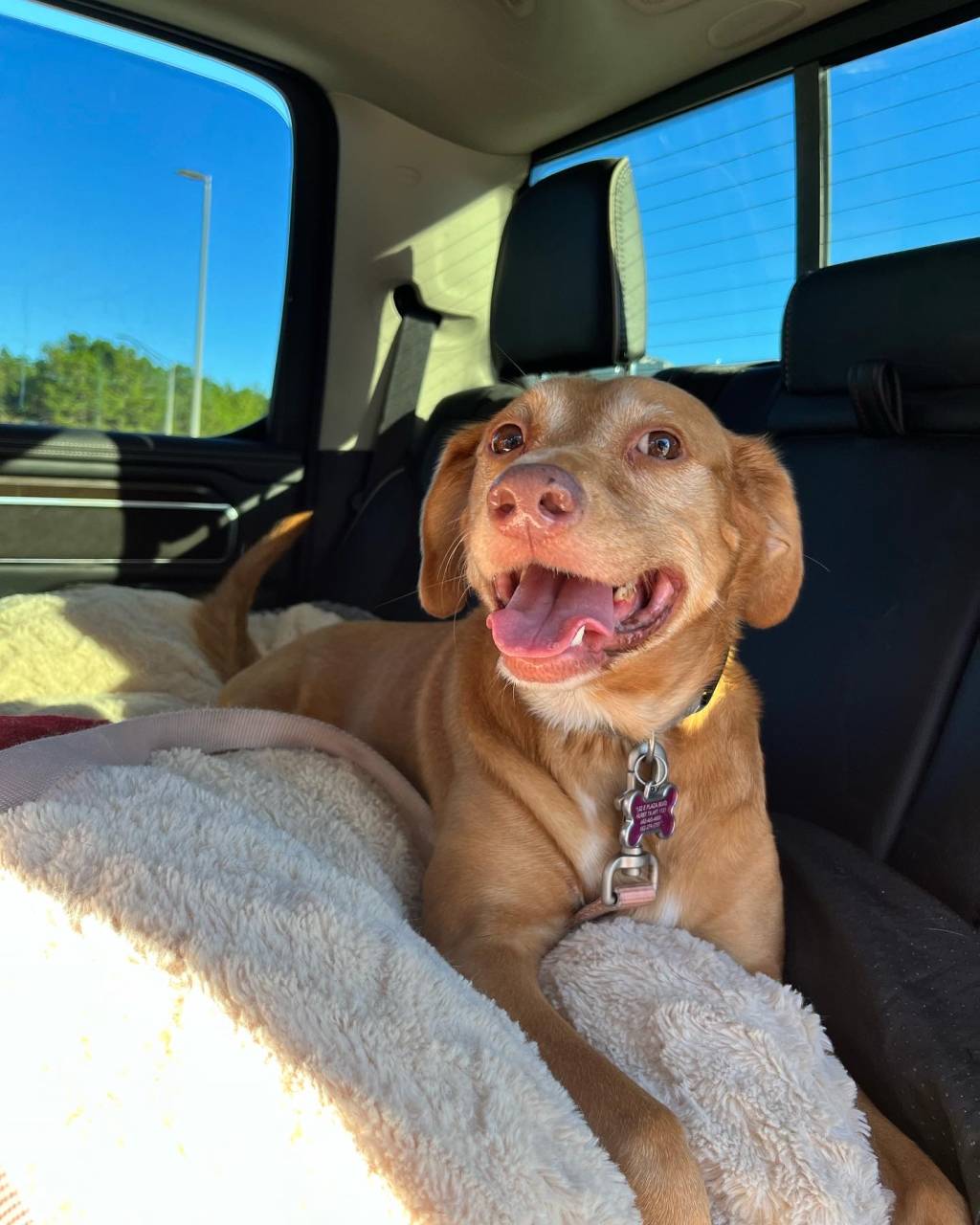 Pet travel photo 2