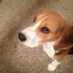 Beagle named Danner