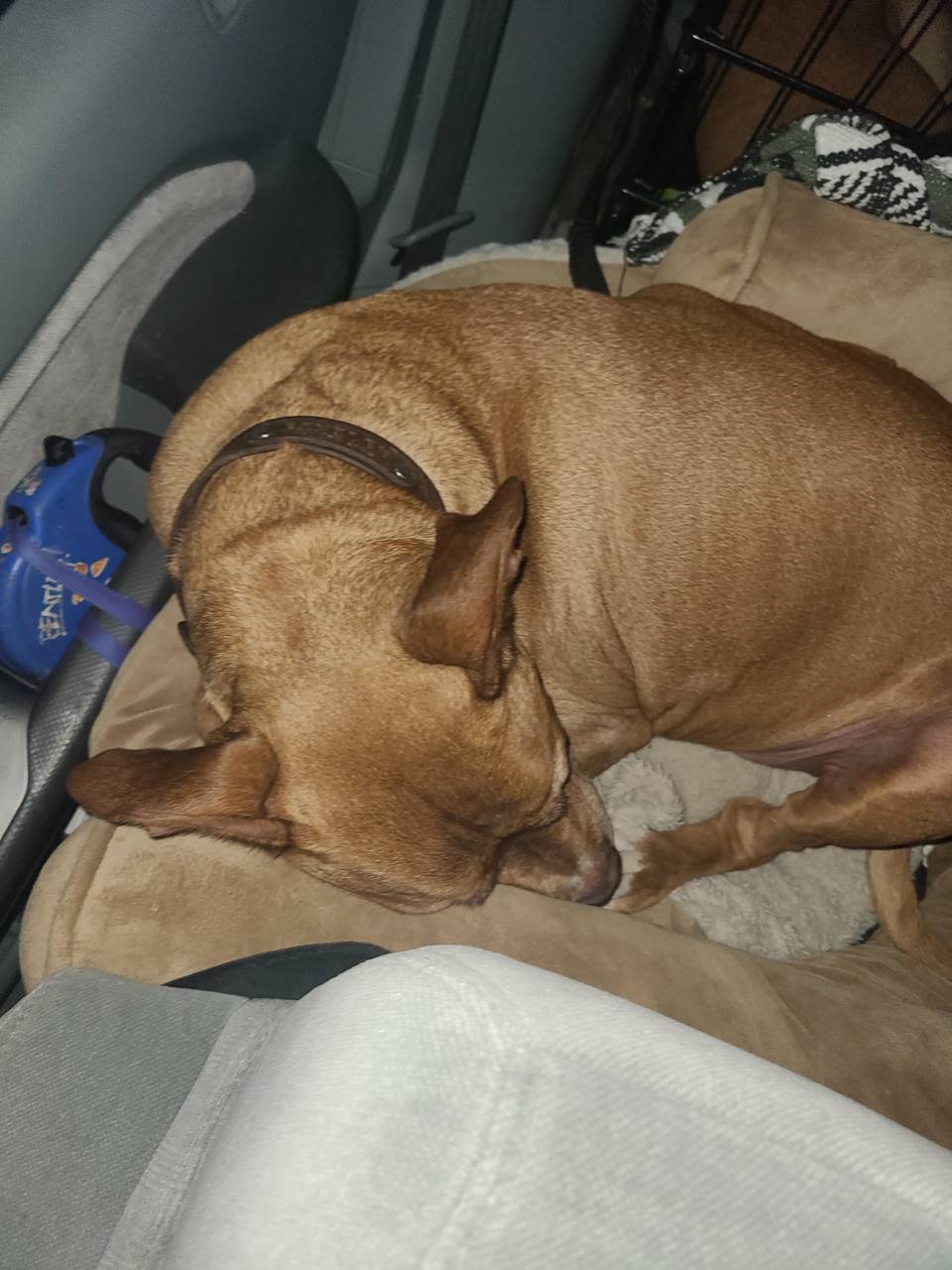 Pet travel photo 1