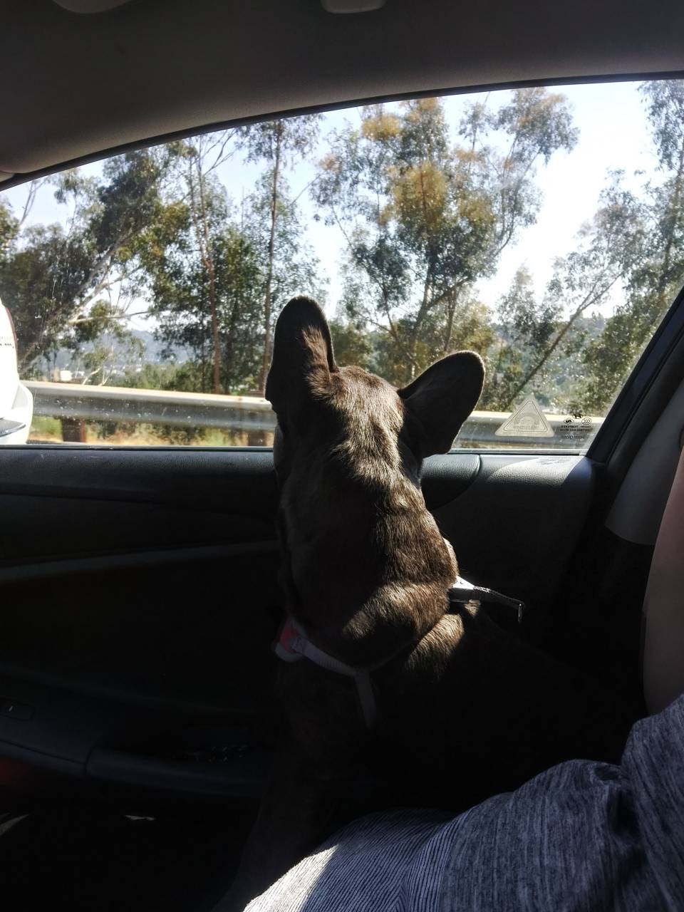 Pet travel photo 4