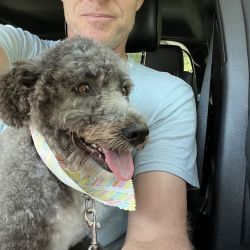 Poodle mix named Lucca