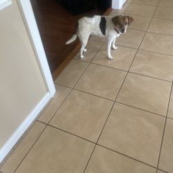 Jack russel and beagle named Bailey