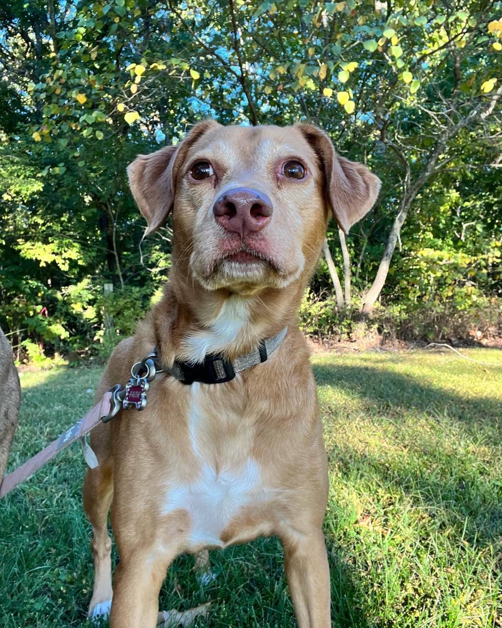 Pet travel photo 3